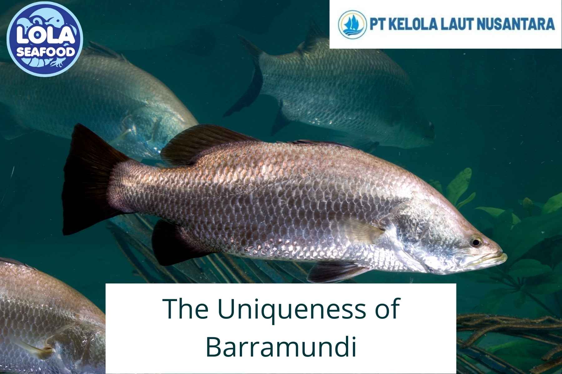 4 Things That The Greatness of Barramundi: Can Live in Both Saltwater and Freshwater